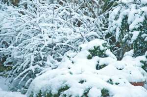 bushes-of-snow-feb-09
