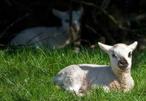 lamb-lying-down