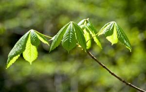 new-horse-chestnut-leaves1