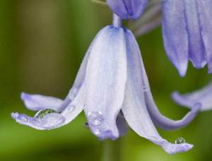 bluebell-water-drops
