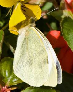 Cabbage-white-butterfly