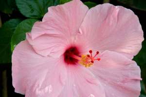 Pink-flower-close-up