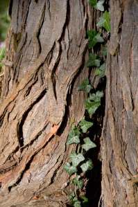 Ivy-climbing-tree-trunk